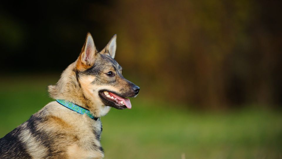 Swedish Vallhund